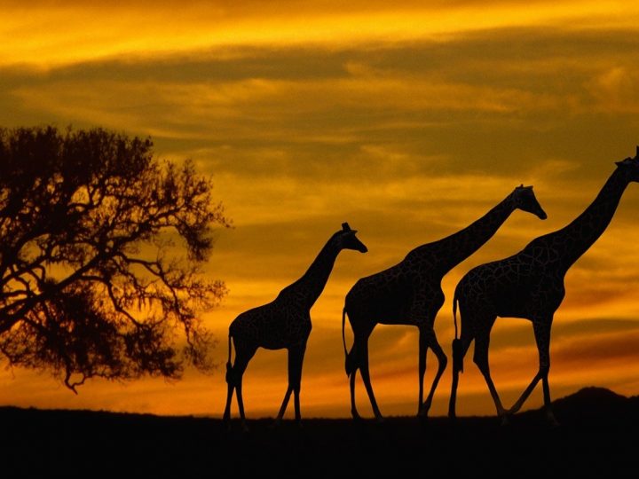 Eight Of Africa’s Most Incredible Destinations for Animal Lovers