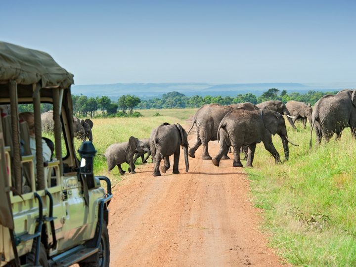 Tips for doing an African safari: Things to Know Before Going on Safari