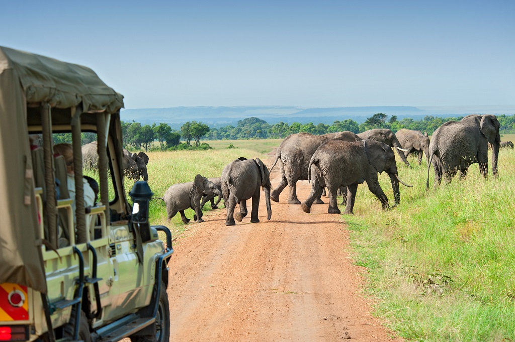 Tips African safari