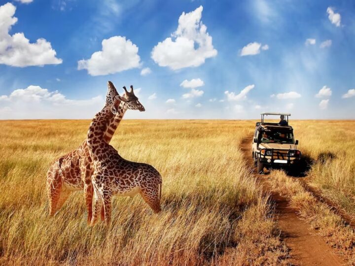 Exploring Africa’s Wildlife: Top Safari Destinations