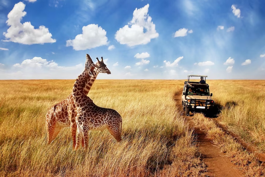 Best Safari Destinations